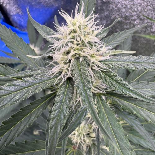 Wurlz F1 Autoflower - Zamnesia Seeds. Week 7