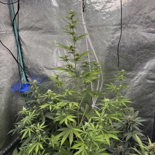 CBD Lemon Auto - Herbies Seeds. Week 7