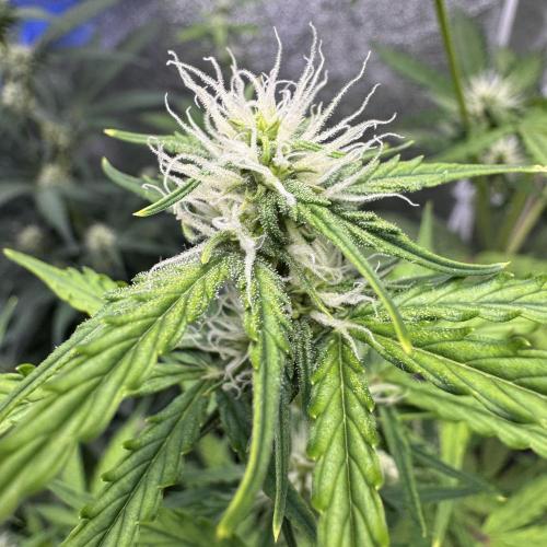 CBD Lemon Auto - Herbies Seeds. Week 7