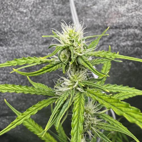 CBD Lemon Auto - Herbies Seeds. Week 7
