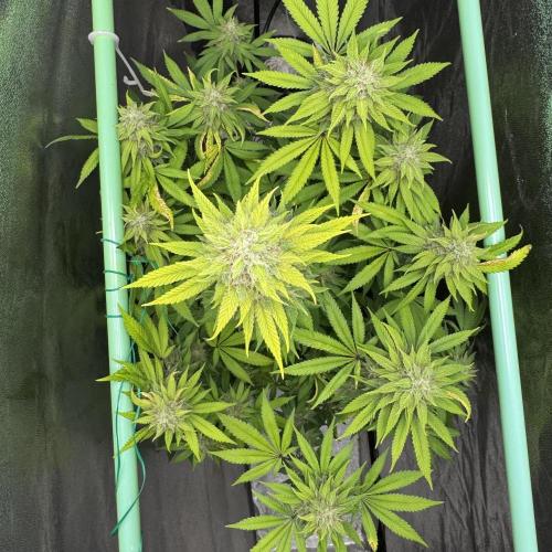 Big Demon by Divine Seeds. Week 17