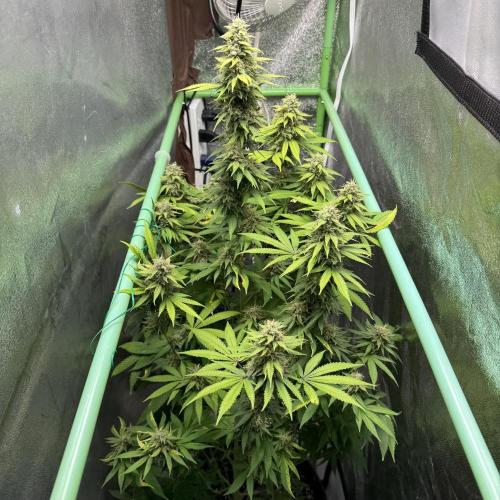 Big Demon by Divine Seeds. Week 17