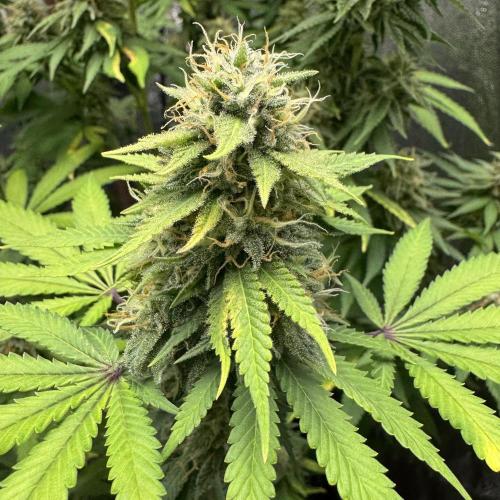 Big Demon by Divine Seeds. Week 17