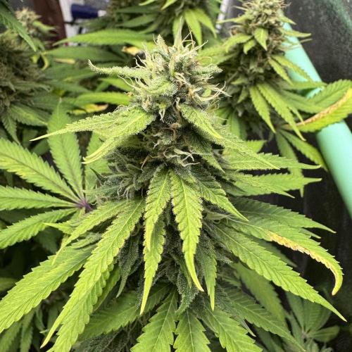 Big Demon by Divine Seeds. Week 17