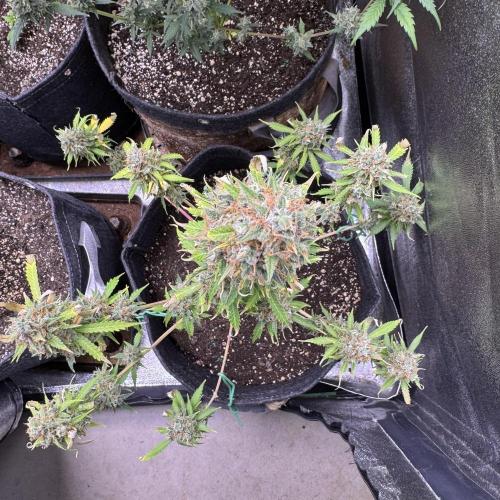 Elephant Berry Auto. Week 13