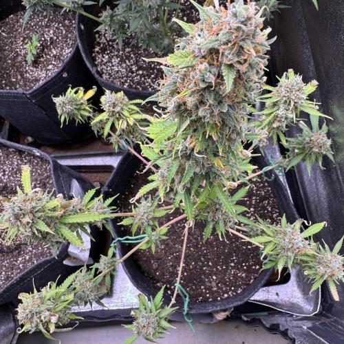 Elephant Berry Auto. Week 13