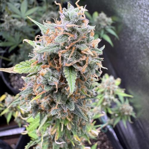 Elephant Berry Auto. Week 13