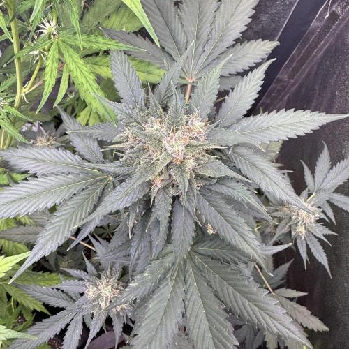 Caramel Auto - FastBuds. Week 9