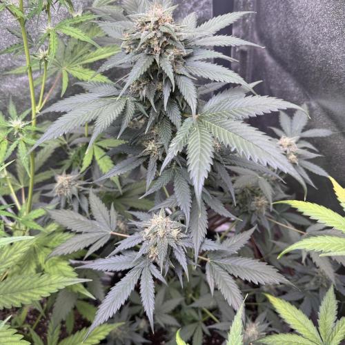 Caramel Auto - FastBuds. Week 9