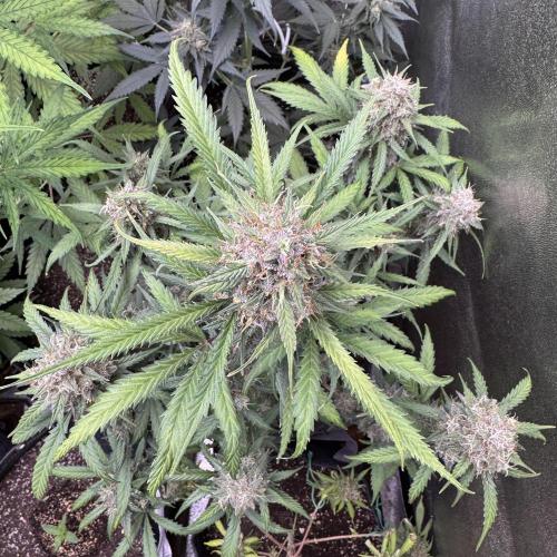 AUTO WHITE WIDOW - Divine Seeds. Week 11