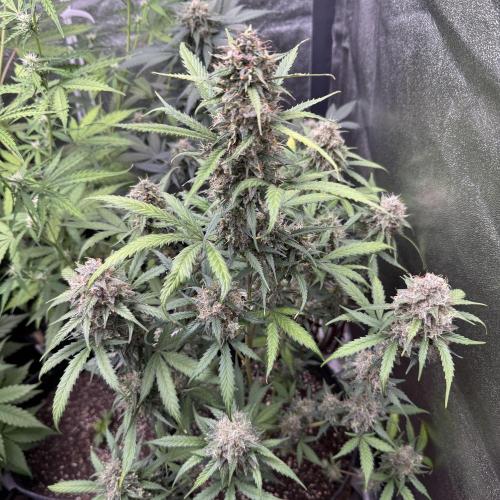 AUTO WHITE WIDOW - Divine Seeds. Week 11