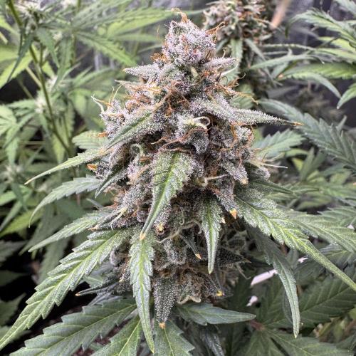 AUTO WHITE WIDOW - Divine Seeds. Week 11