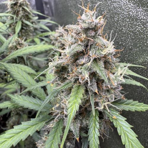 AUTO WHITE WIDOW - Divine Seeds. Week 11