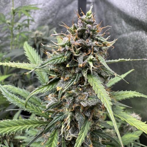 AUTO WHITE WIDOW - Divine Seeds. Week 11