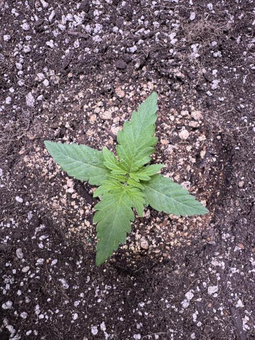 Wild Strawberry F1 Auto Run 2-TasteBudz. Week 2