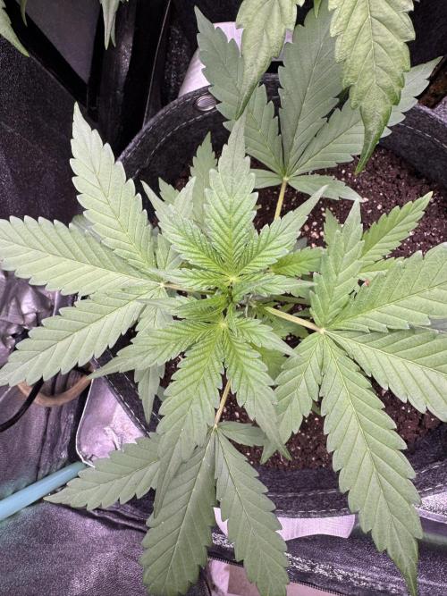 Sour Apple X Strawberry Gorilla Auto. Week 4