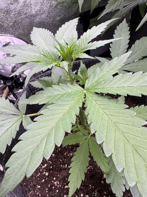 Sour Apple X Strawberry Gorilla Auto. Week 4