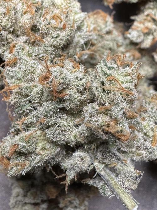 Auto Opium - Divine Seeds. Week 14