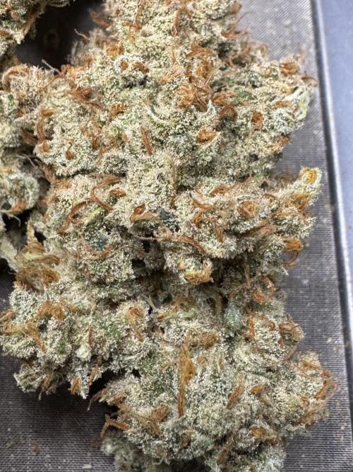 Auto Opium - Divine Seeds. Week 14