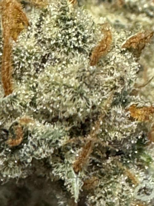 Auto Opium - Divine Seeds. Week 14