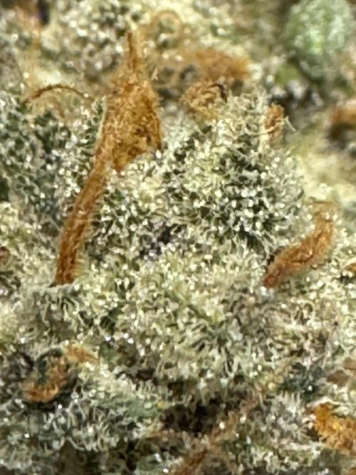 Auto Opium - Divine Seeds. Week 14