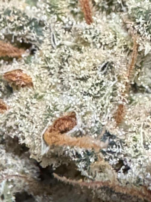 Auto Opium - Divine Seeds. Week 14