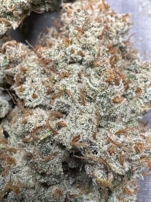 Auto Opium - Divine Seeds. Week 14