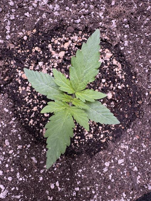 Wild Strawberry F1 Auto Run 2-TasteBudz. Week 2