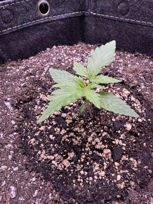 Wild Strawberry F1 Auto Run 2-TasteBudz. Week 2