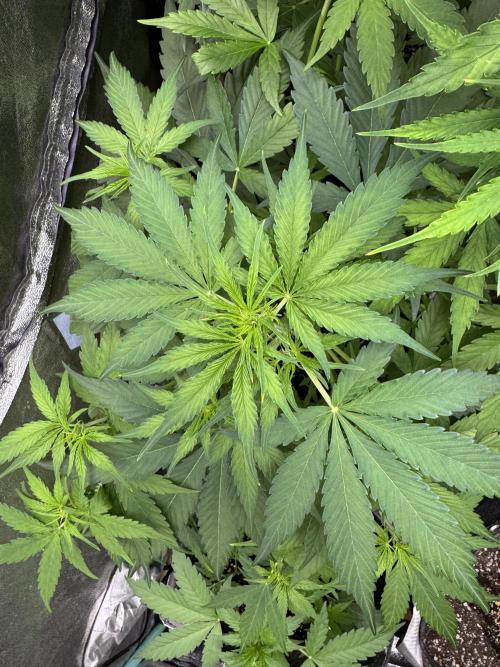 Apple Betty Auto from Herbies Seeds. Week 6