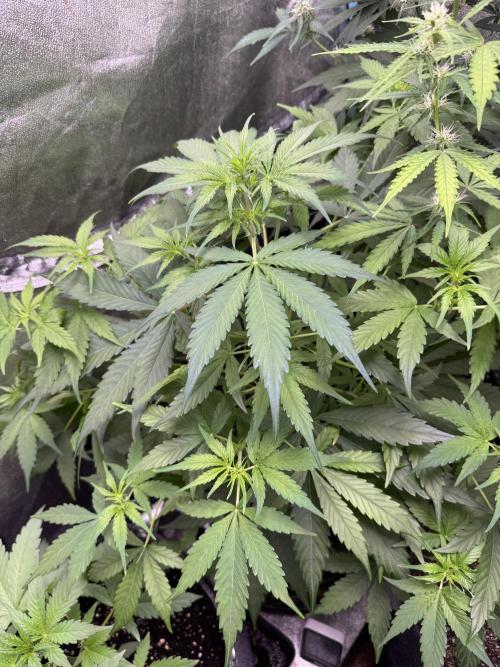 Apple Betty Auto from Herbies Seeds. Week 6