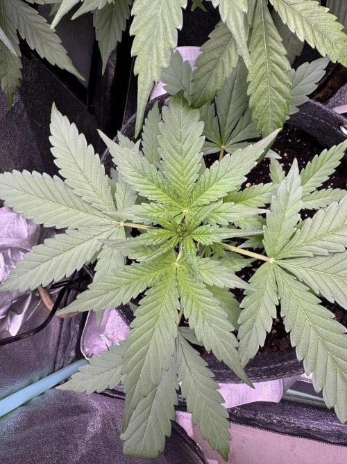 Sour Apple X Strawberry Gorilla Auto. Week 4