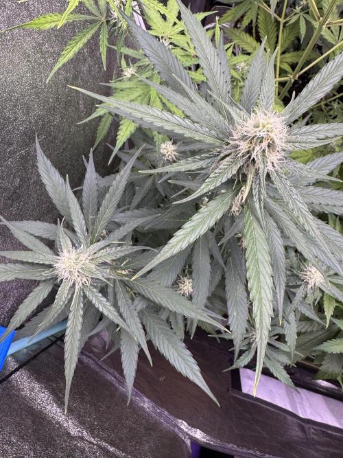 Wurlz F1 Autoflower - Zamnesia Seeds. Week 8