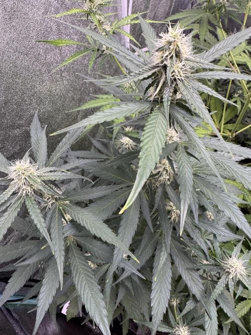 Wurlz F1 Autoflower - Zamnesia Seeds. Week 8