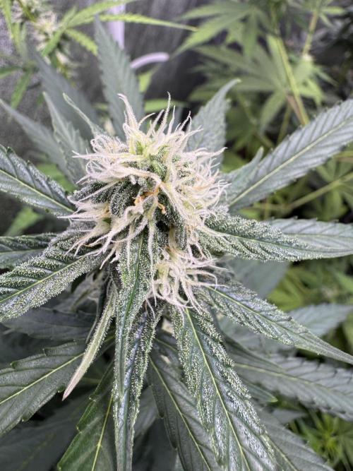 Wurlz F1 Autoflower - Zamnesia Seeds. Week 8