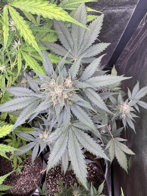 Caramel Auto - FastBuds. Week 10