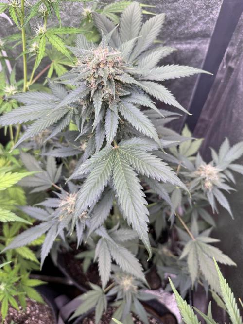 Caramel Auto - FastBuds. Week 10