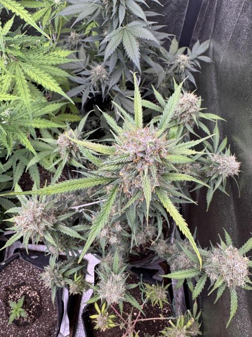 AUTO WHITE WIDOW - Divine Seeds. Week 12