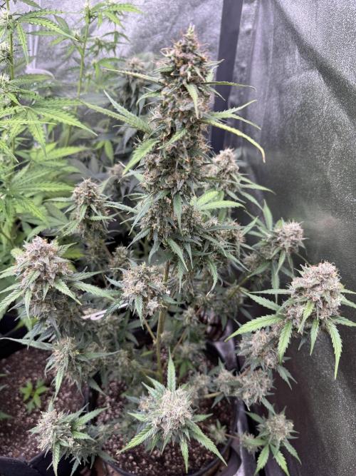 AUTO WHITE WIDOW - Divine Seeds. Week 12