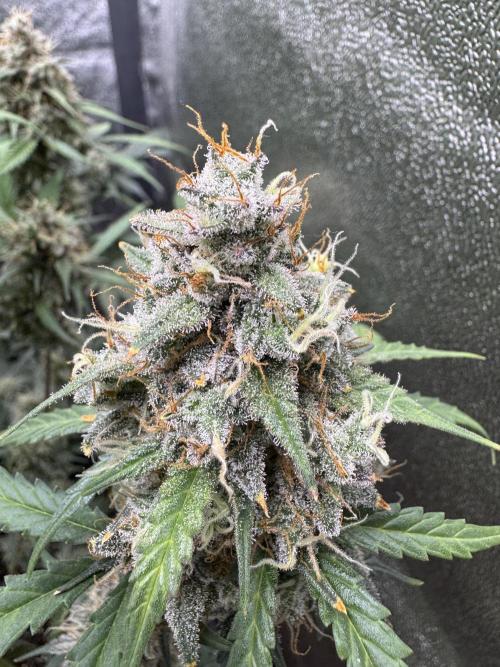 AUTO WHITE WIDOW - Divine Seeds. Week 12