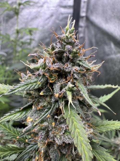 Elephant Berry Auto. Week 14