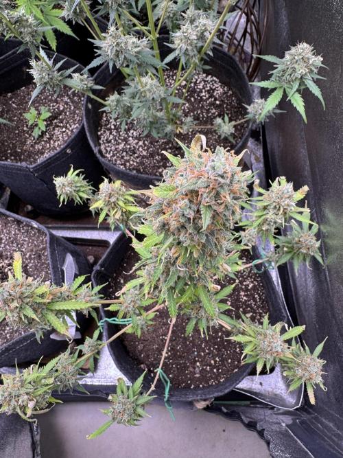 Elephant Berry Auto. Week 14