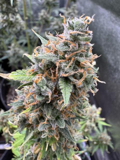 Elephant Berry Auto. Week 14