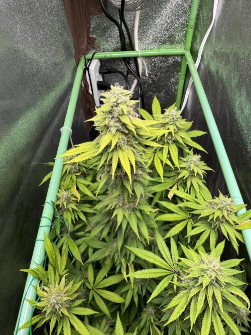 Big Demon by Divine Seeds. Week 17