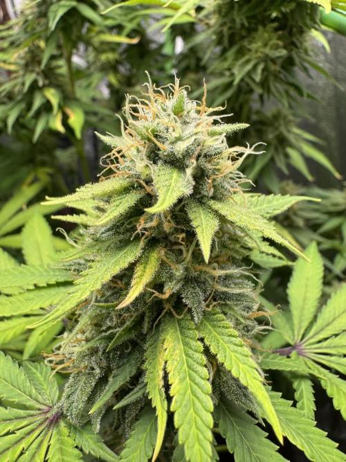 Big Demon by Divine Seeds. Week 17