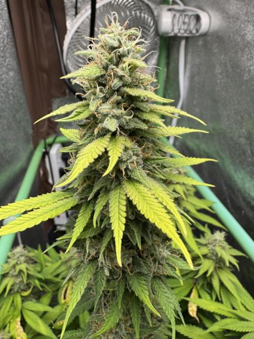 Big Demon by Divine Seeds. Week 17