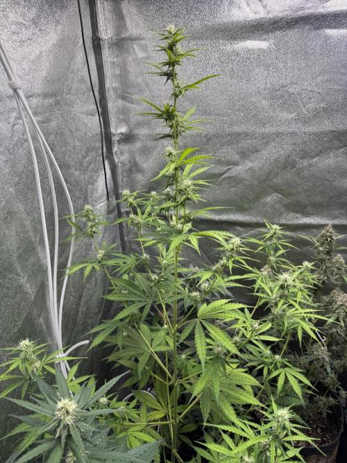 CBD Lemon Auto - Herbies Seeds. Week 7