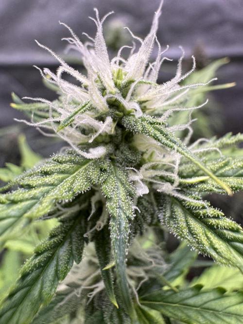 CBD Lemon Auto - Herbies Seeds. Week 7