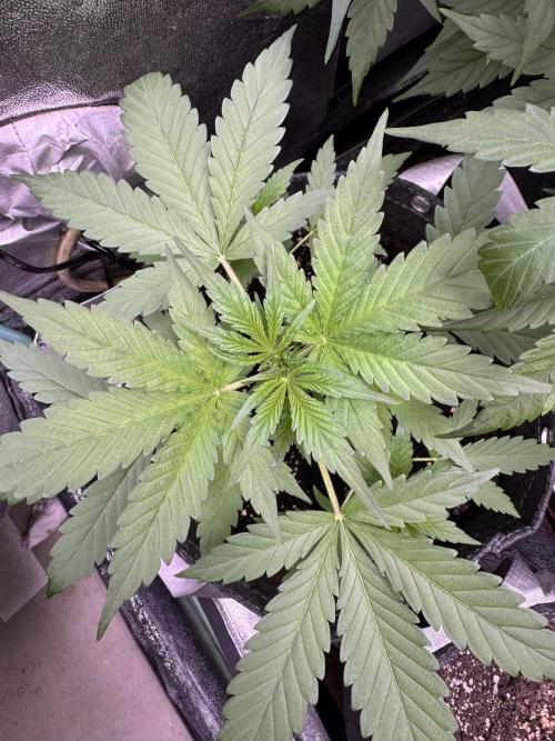 Sour Apple X Strawberry Gorilla Auto. Week 5