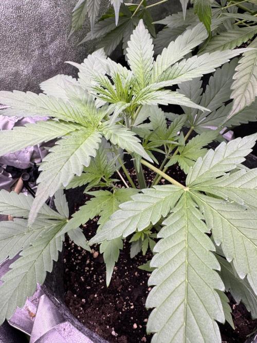 Sour Apple X Strawberry Gorilla Auto. Week 5